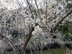 -广州市白云山风景名胜区