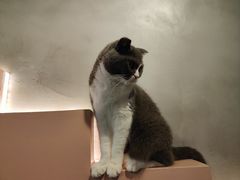 -猫儿山۰猫主题餐厅