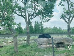 -上海野生动物园