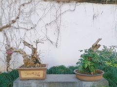 -上海醉白池公园