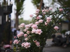 -萤火虫咖啡(后海店)