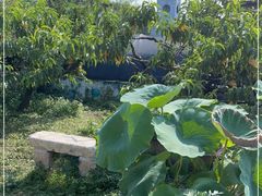 -樂桃源奉贤黄桃种植采摘基地