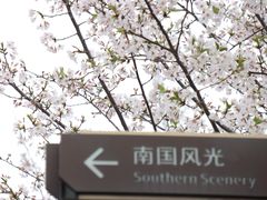 -大宁郁金香公园-停车场