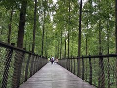 -黄海国家森林公园