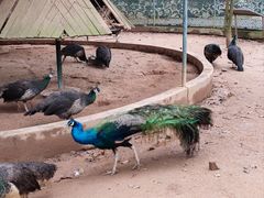 -广东茂名森林公园