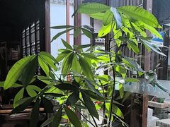 -月栖华明-云间草堂清茶馆(泗泾古镇店)