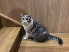 -藦茜花园宠物主题亲子互动体验馆(国顺东路店)