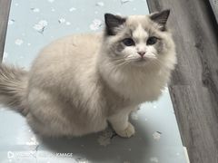 -乖乖宠物医院·猫科·骨科·24小时(云岗分院)