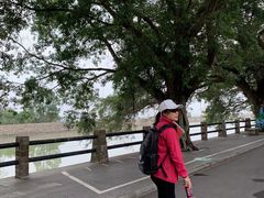 -大湾区中央湿地公园