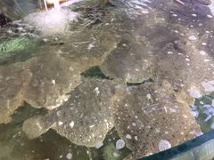 -四海鲜渔家菜(黄金海岸店)