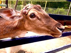 -合肥滨湖国家森林公园