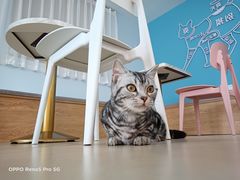 -喵宠乐园·撸猫互动·猫舍