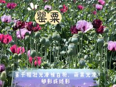 -国家植物园