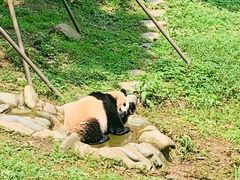 -都江堰中华大熊猫苑