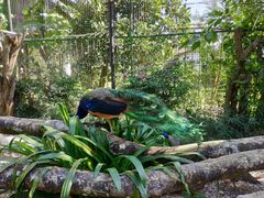 -瑞丽独树成林风景区