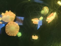 -深圳野生动物园