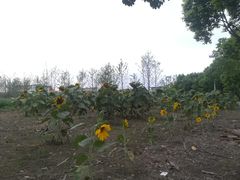 -扬州大学扬子津校区润园餐厅