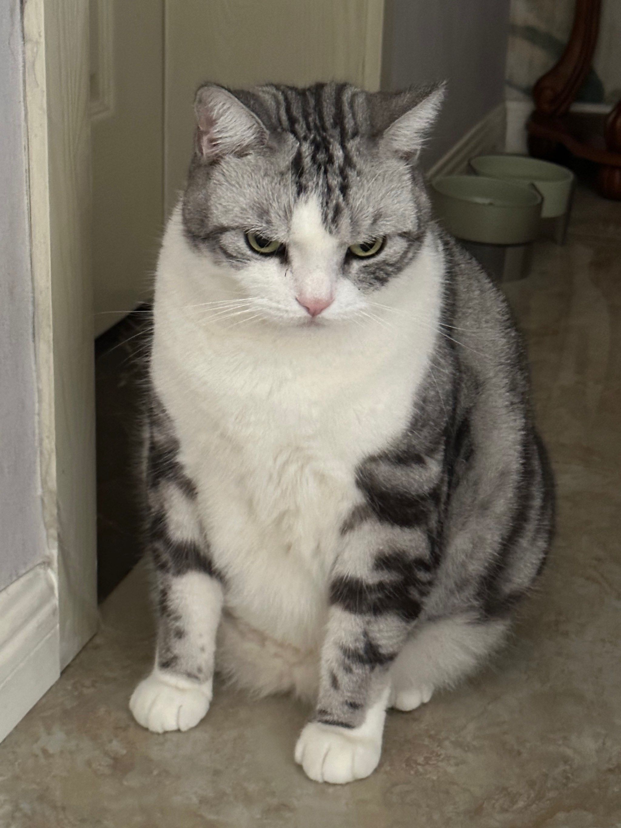 生无可恋的猫仔