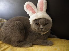 -北京恒爱动物医院(清景园分院)