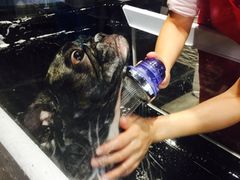 -MOLLY'S萌宠生活馆