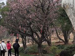 -无锡梅园公园