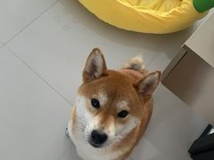 -联合动物医院(光谷诊疗中心)