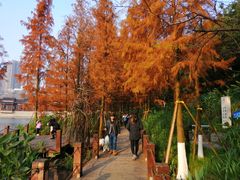 -重庆彩云湖湿地公园