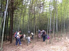 -铁山坪森林公园