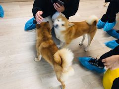 -柴迷FANS CLUB·柴犬狗咖·猫咖