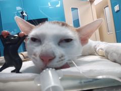 -爱诺耐芙动物医院(万博店)