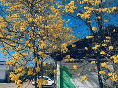 -天适樱花悠乐园