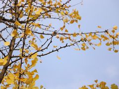 -重庆中央公园(渝北区)