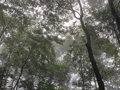 -中国大熊猫保护研究中心雅安碧峰峡基地