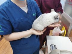 -瑞派·关忠动物医院·异宠专科·犬猫肿瘤·皮肤专科(望京店)