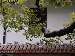 -上海宋庆龄故居纪念馆