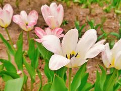 -长春公园(普阳街道)