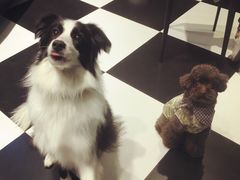 -Oh My Dog宠物沙龙(伊珊娜皮毛护理店)