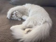 -瑞派·关忠动物医院·猫专科·犬专科(三环新城店)
