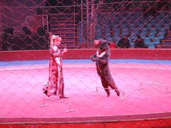 -环球城国际大马戏