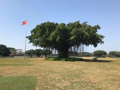 -万绿园