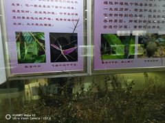 -上海昆虫博物馆