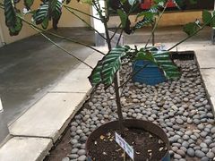 -巴厘岛黄金金兔咖啡工厂