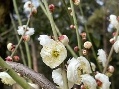 -成都杜甫草堂博物馆