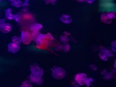 -重庆欢乐海底世界