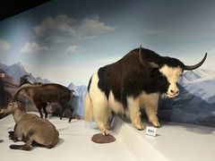 -陕西自然博物馆