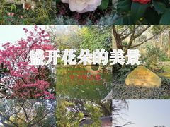 -金花茶公园