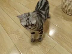 -Cappucimeow猫咪咖啡馆(韦伯时代店)