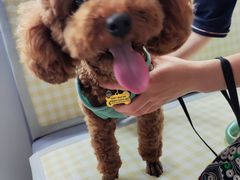 -翊宠yipet猫狗购宠庄园犬舍•猫舍