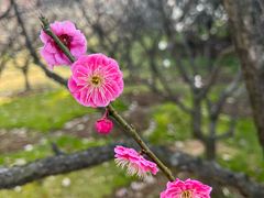-梅花山(明孝陵内)