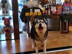 -more than meow吴止猫主题餐厅(承德 中船汇店)